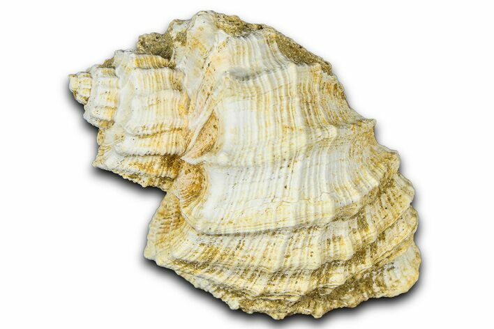 Miocene Fossil Nutmeg Snail (Trigonostoma) Shell - France #365479